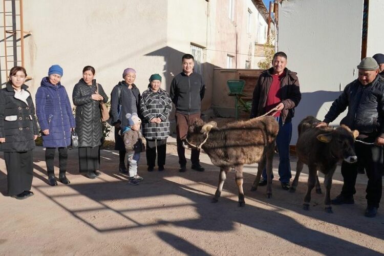 🔥 В ноябре 10 семей Тонского и Кочкорского районов в рамках проекта ОФ FSDS “Поддержка продовольственной системы для здорового питания” получили по 1 теленку в качестве гуманитарной помощи. 